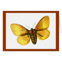 Bombyx quercus female cards