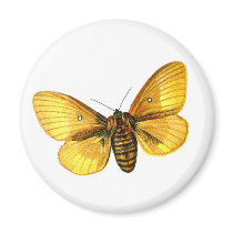 Bombyx quercus female magnets