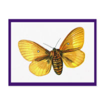 Bombyx quercus female postcards