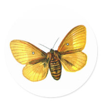 Bombyx quercus female stickers