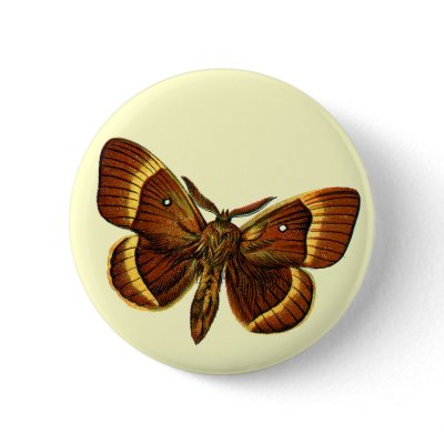 Bombyx quercus male button by FlutterByButterfly