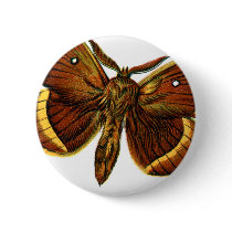 Bombyx quercus male buttons