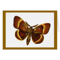 Bombyx quercus male cards