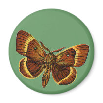 Bombyx quercus male magnets