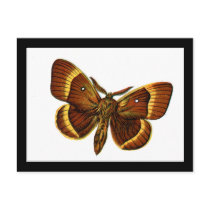 Bombyx quercus male postcards
