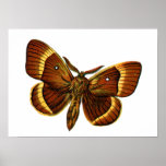 Bombyx quercus male poster