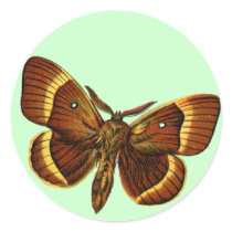 Bombyx quercus male stickers
