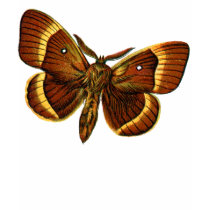 Bombyx quercus male t-shirts