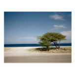 Bonaire tree post card