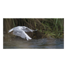 Bonaparte Gull, Admiralty Island, Alaska. Picture Card