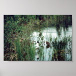 Bonapartes Gull & Chick Posters