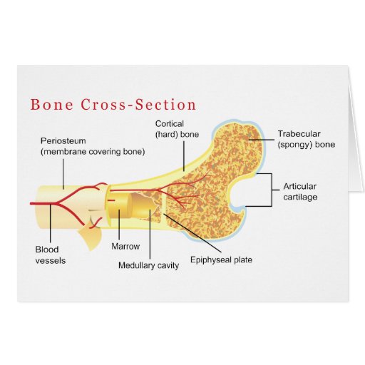 Bone Cross Section Diagram Card | Zazzle