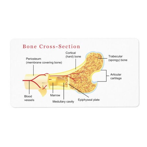 Bone Cross Section Diagram Labels | Zazzle