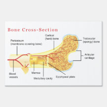 Bone Cross Section Diagram Yard Sign