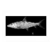 Bonefish Scratch art posters by hkfass Bonefish Scratch art posters