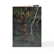 Bones n Blood cards by MoiraAshleigh Bones n Blood cards