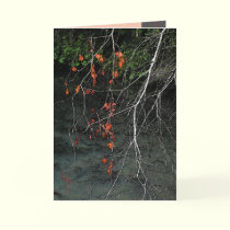 Bones n Blood cards by MoiraAshleigh Bones n Blood cards