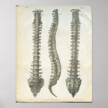 Bones of the Vertebral Column Chiropractic Posters