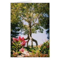 Bonfonte Gardens cards by aestheticchaos Bonfonte Gardens cards