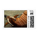 Bongo Antelope Postage postage by Freebirth Bongo Antelope Postage postage