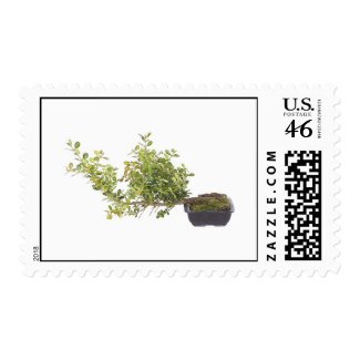 Bonsai Photo 10 stamp