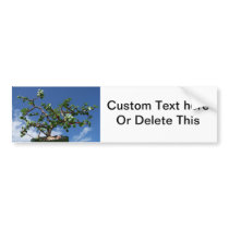 Bonsai portulacaria afra tree 1 bumper sticker