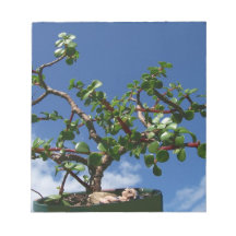 Bonsai portulacaria afra tree 1 memo notepads
