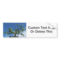 Bonsai portulacaria afra tree 2 bumper stickers