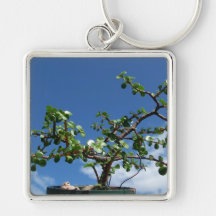 Bonsai portulacaria afra tree 2 key chains