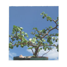 Bonsai portulacaria afra tree 2 memo note pad