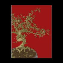 Bonsai postcards