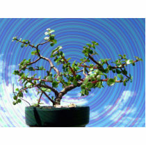 Bonsai tree with spiral effect overlay photo sculpture