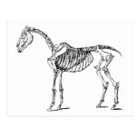 Bony Horse Postcards