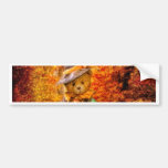 teddy, bear, cute, adorable, woods, forest, halloween, night, funny, costume, broom, hat