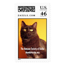 Boo - dognkittycity.org Stamp by Humane_Society Boo - dognkittycity.org Stamp