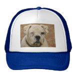 BOOBOO TRUCKER HATS