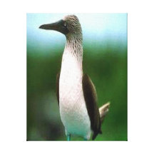 Booby Bird Gallery Wrapped Canvas