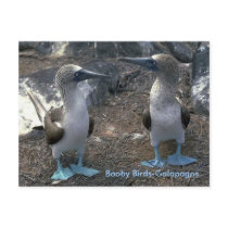 Booby Birds Post Card