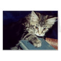 Books and Cats cards by sjwilson Books and Cats cards