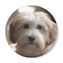 BOOMER magnets by morningstar49 BOOMER magnets
