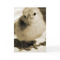Boot's Chick cards