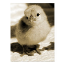 Boot's Chick posters