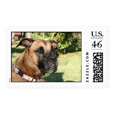 Bootsmann - our Great Dane mix Postage Stamp by karstenjacobi