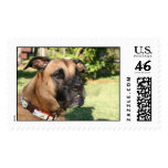 Bootsmann - our Great Dane mix postage