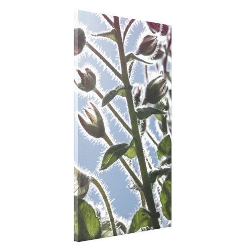 Borage Borage