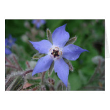 Borage Flower Blank Note Card