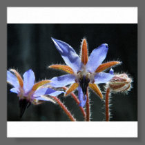 Borage flower photo enlargement posters