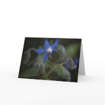 Borage Greeting Card