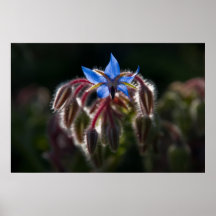 Borage Posters