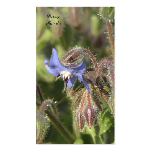 Borago officinalis business card (front side)